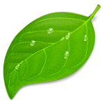 coda-icon